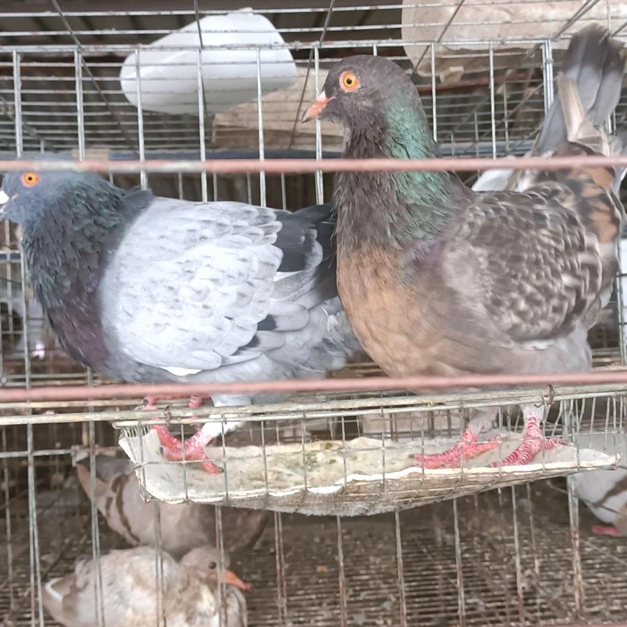 西双版纳肉鸽养殖