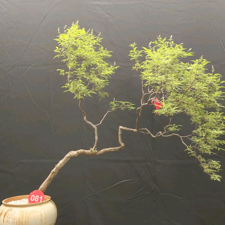 十二花卉《海岛黄荆》