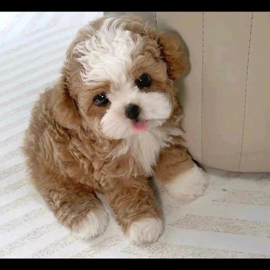 犬猫宠物