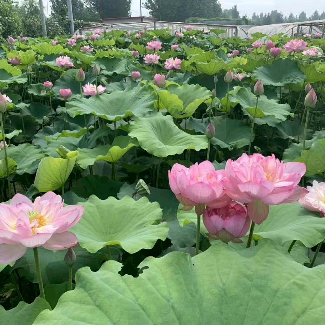 水生花卉