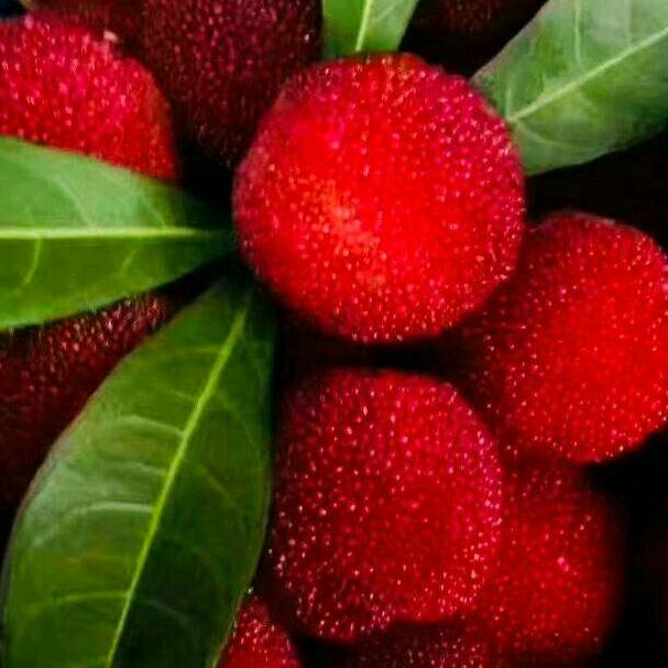 东营市德胜源茶叶 曲哥