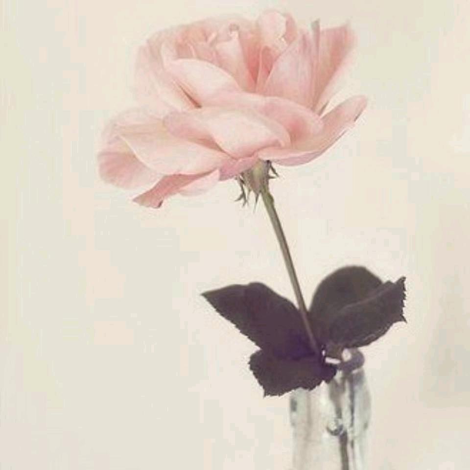 飞燕南方.😀😀😀