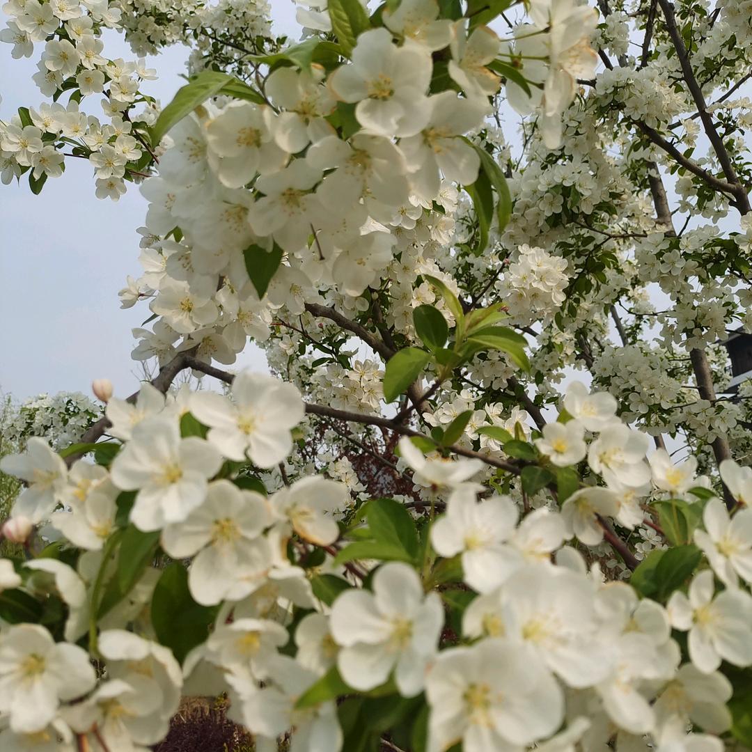 纳爱斯本地生活推荐官（南京敏）