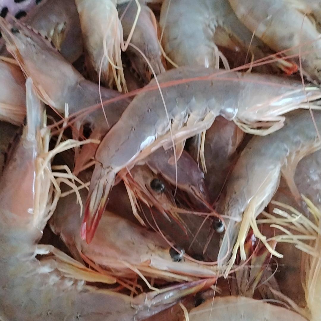 飞你急