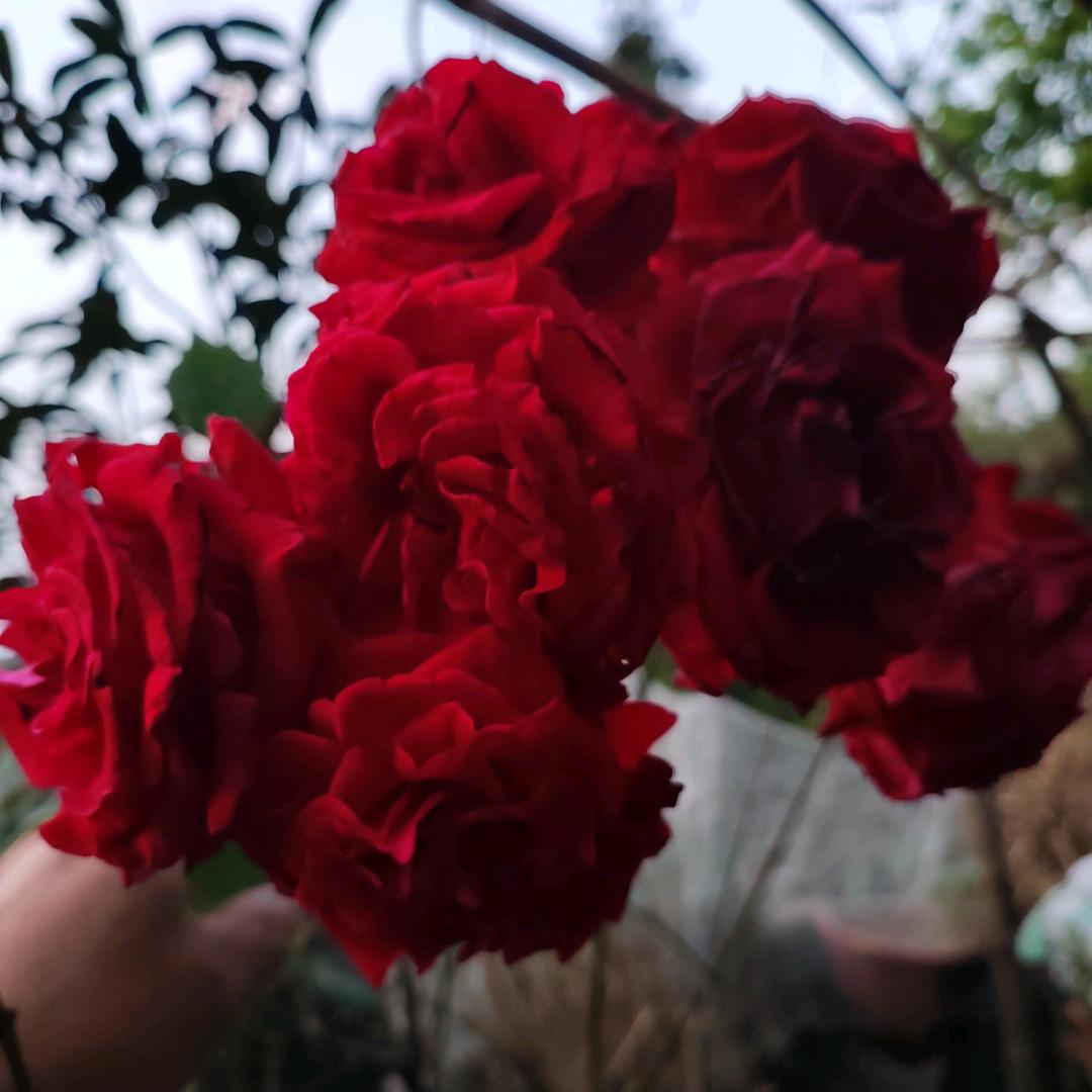 🌹浪迹天涯🌹