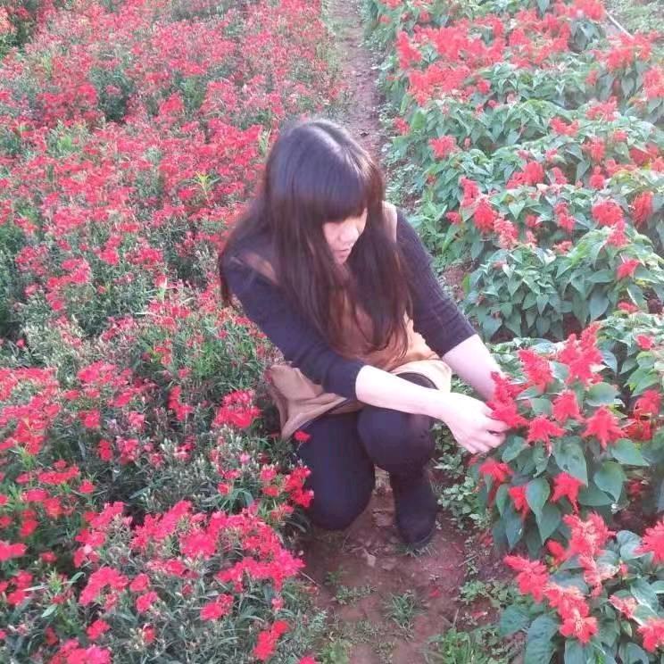永远美丽