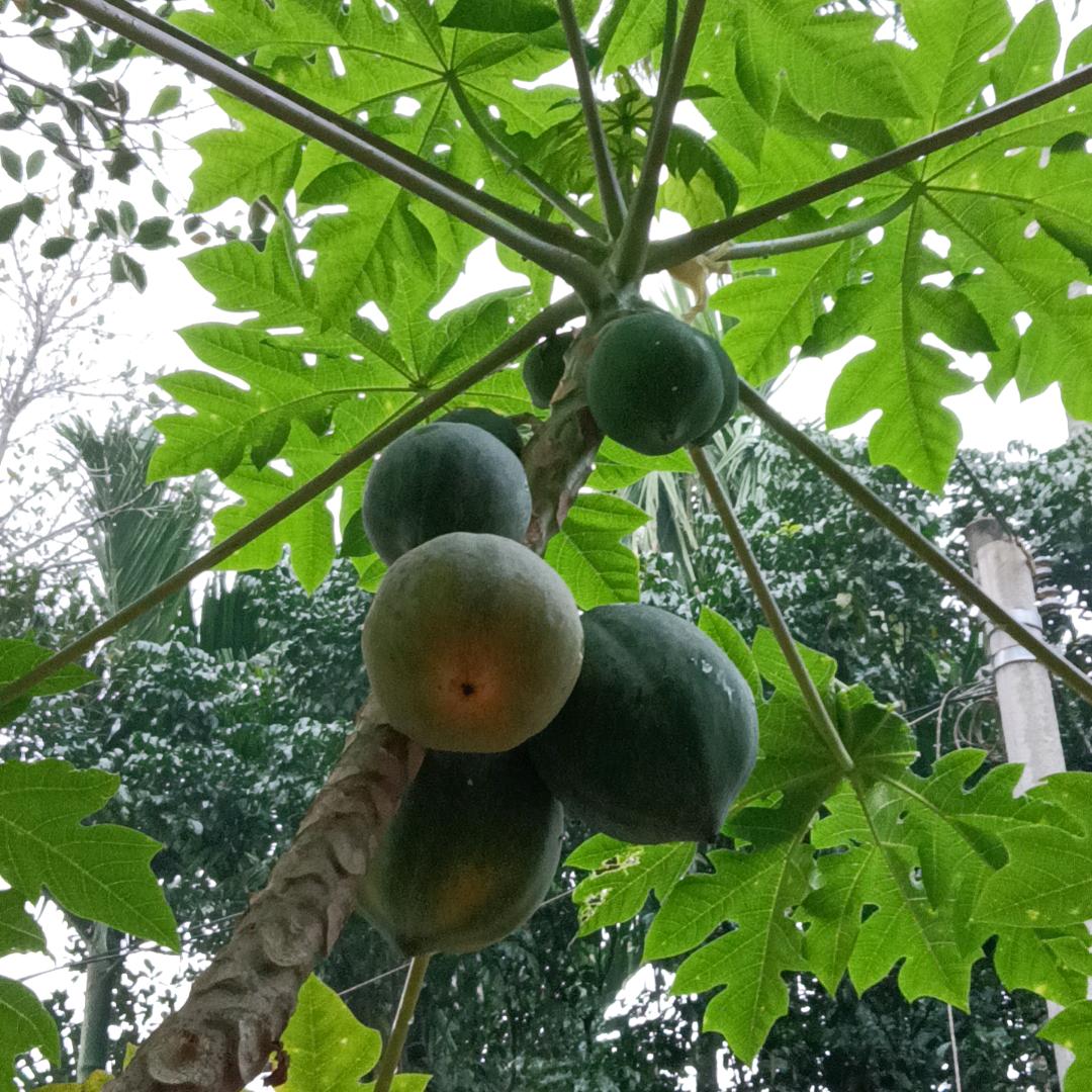 叫我阿贡