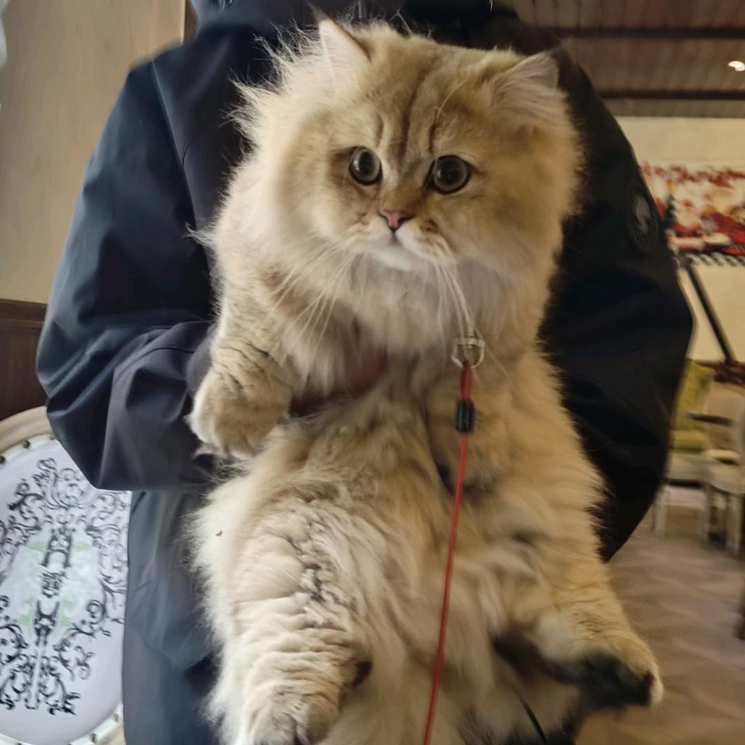 猫猫要探探