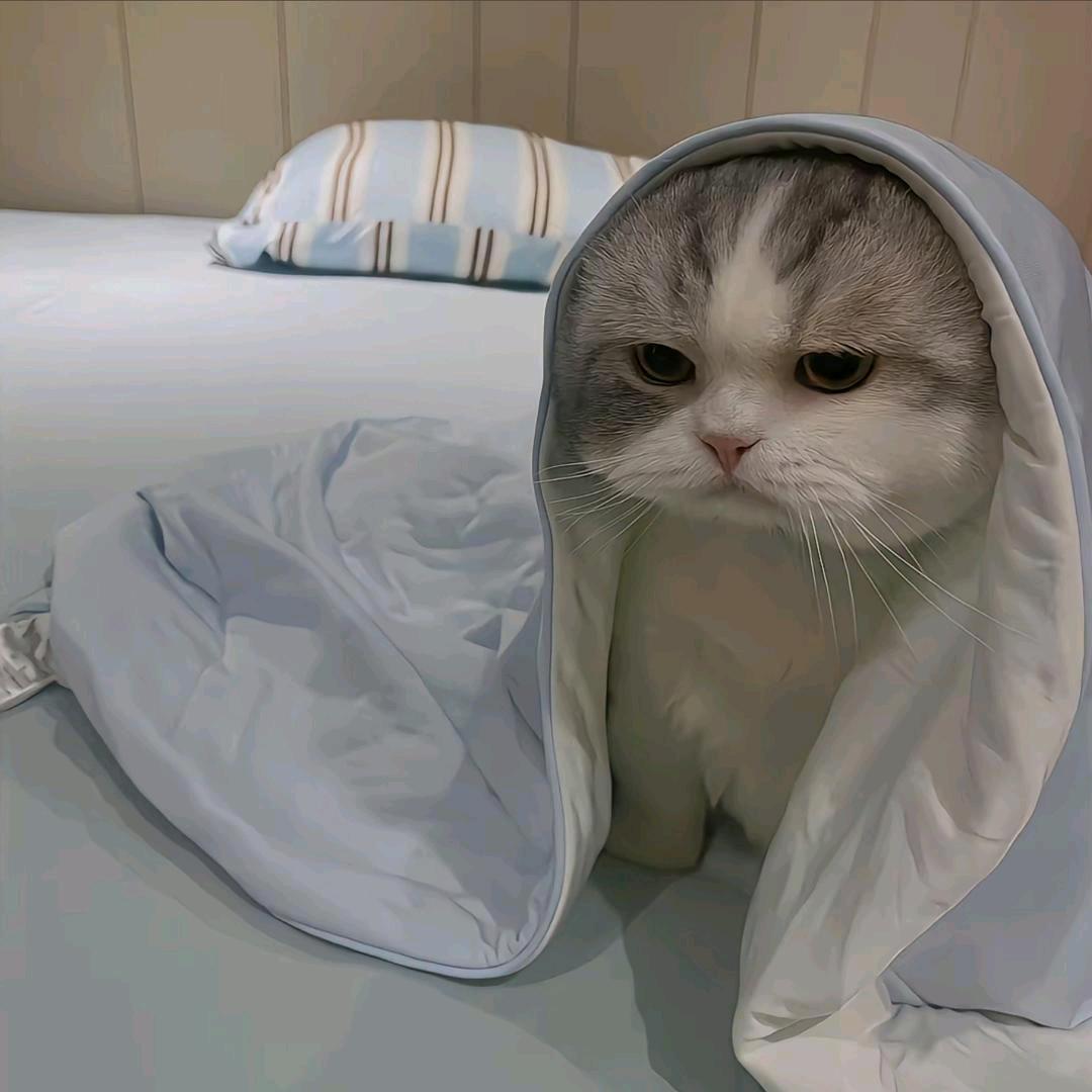 小🐑羔