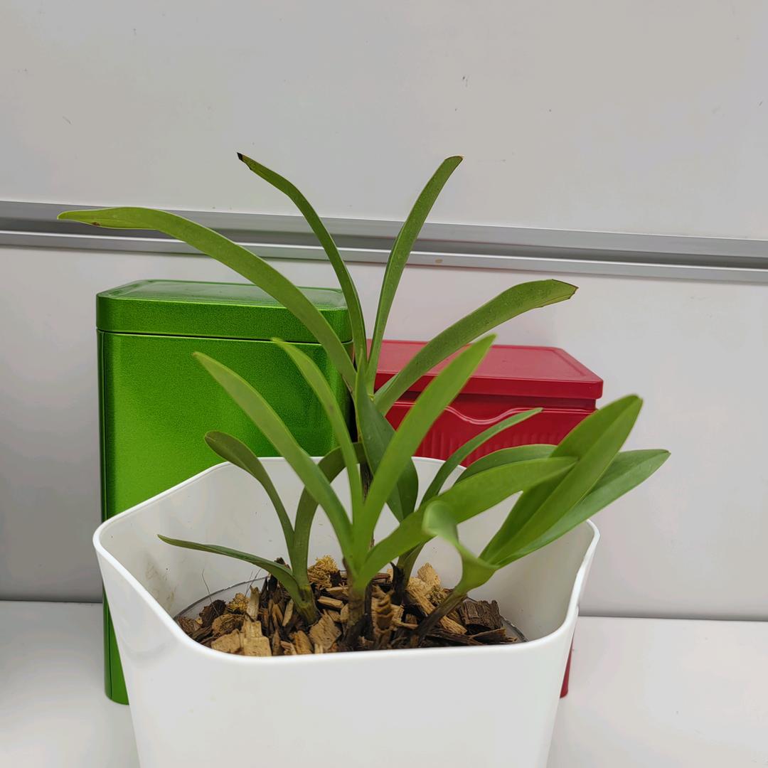 元芳，你怎么看？