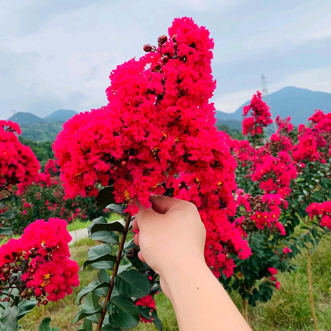 紫薇农场主