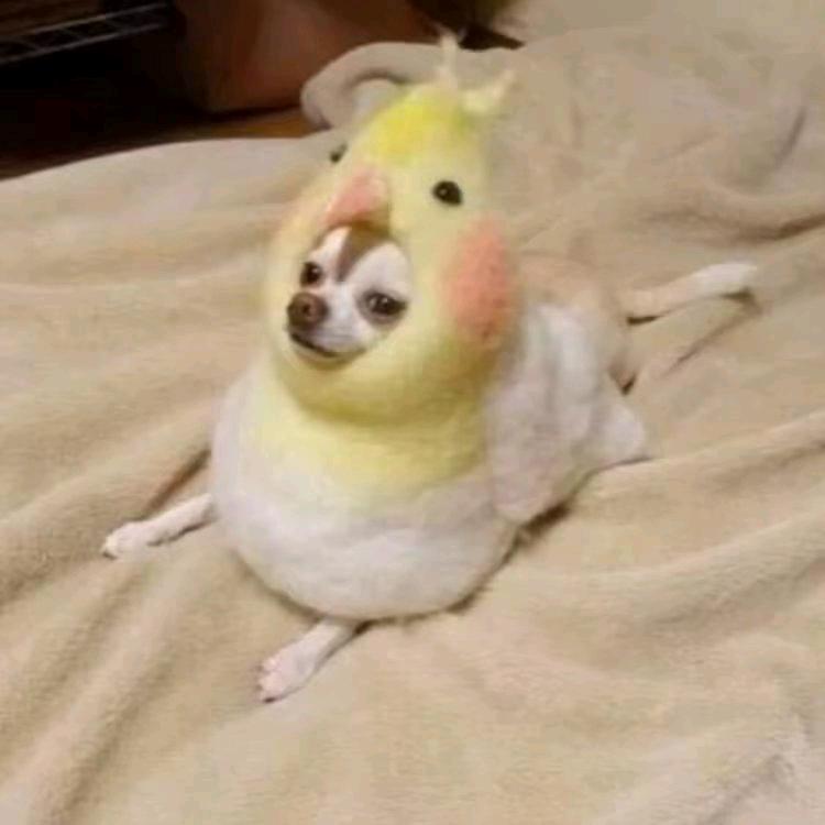 赵文卓.