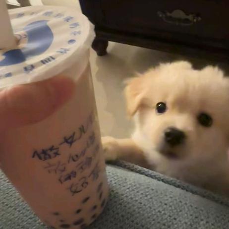 @帆帆帆子咯