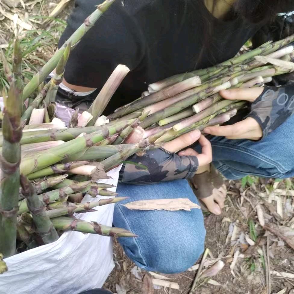 雅小歆