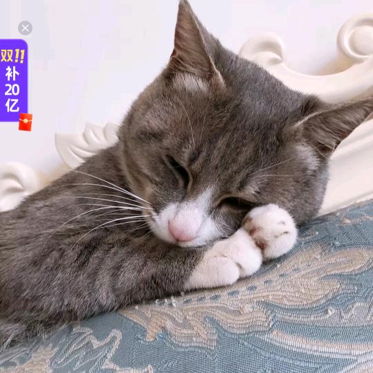 怀孕中