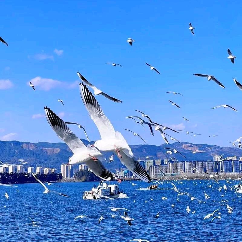 我心飞翔