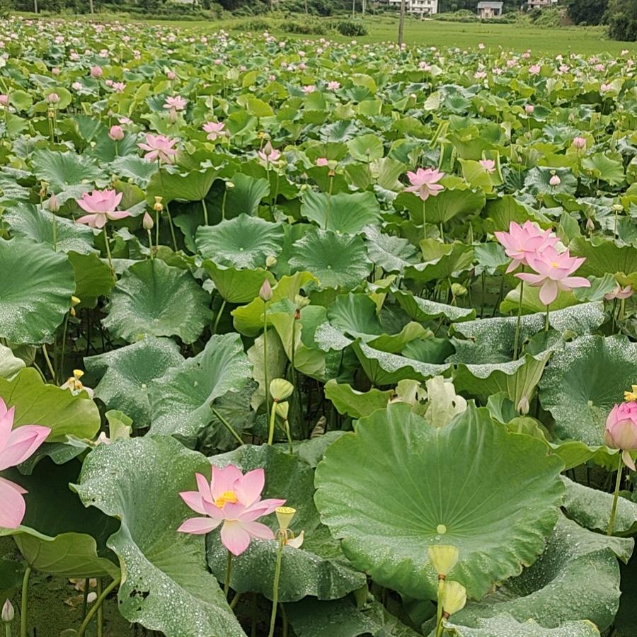 何必♥(｡￫v￩｡)♥在意