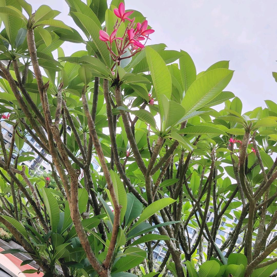 刘哥