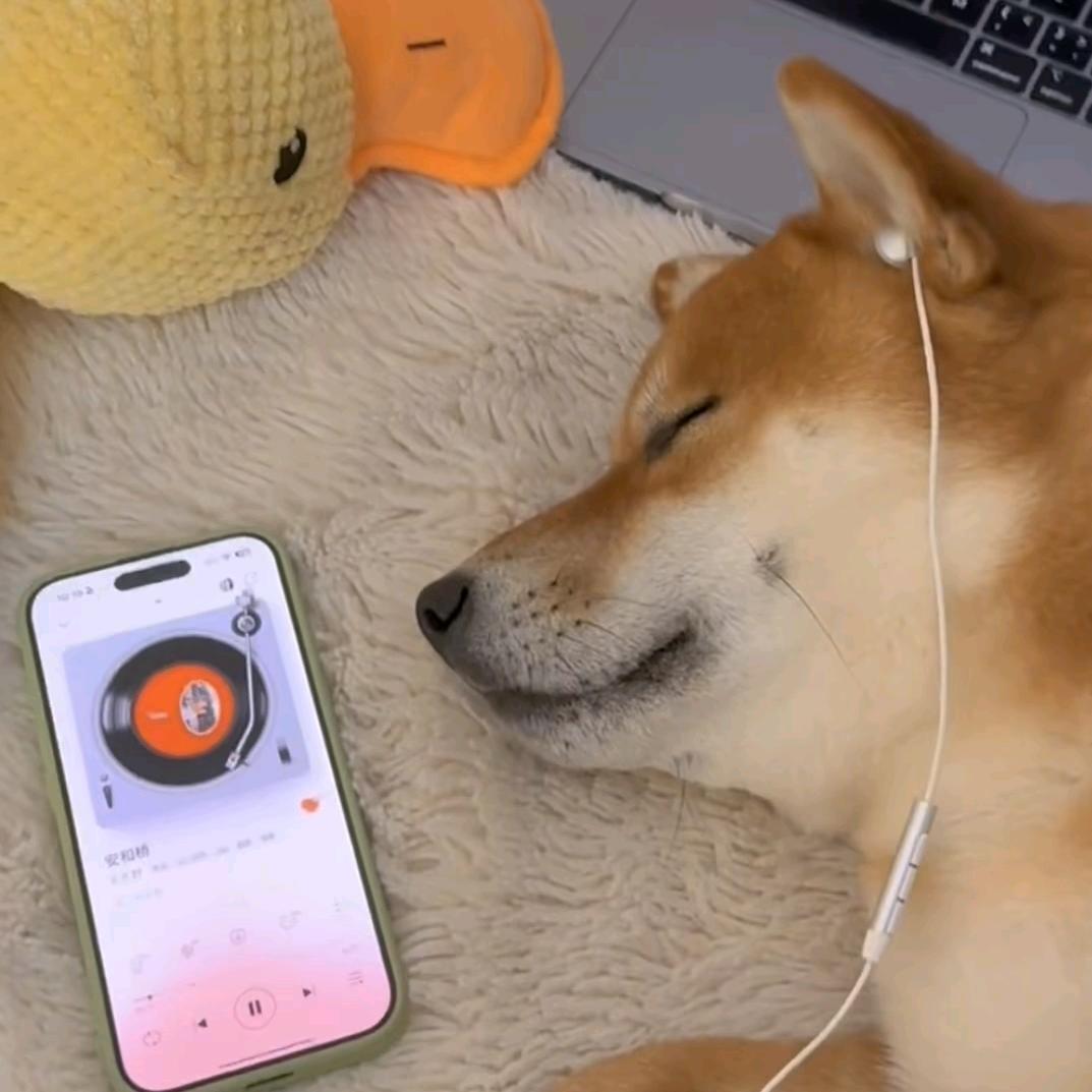 猫猫（牢⊙∀⊙！）