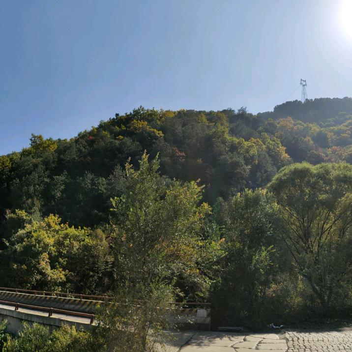 東🌲🌲🌲