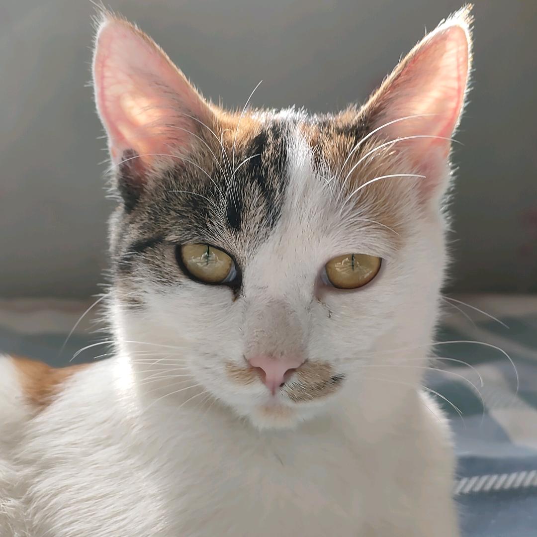 mkhio清风