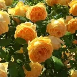 俩宝贝的守护者