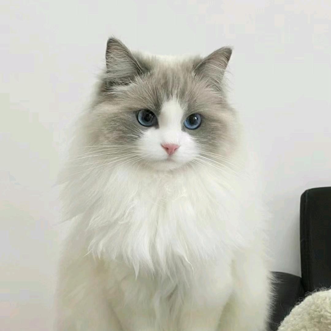 小仙女的猫