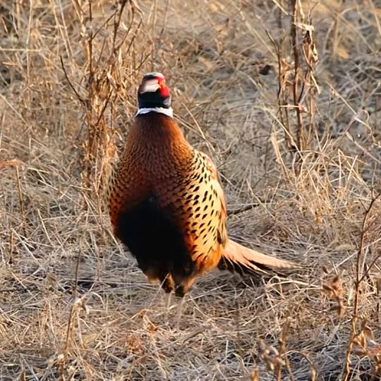 长春市远宴商贸有限公司主账号