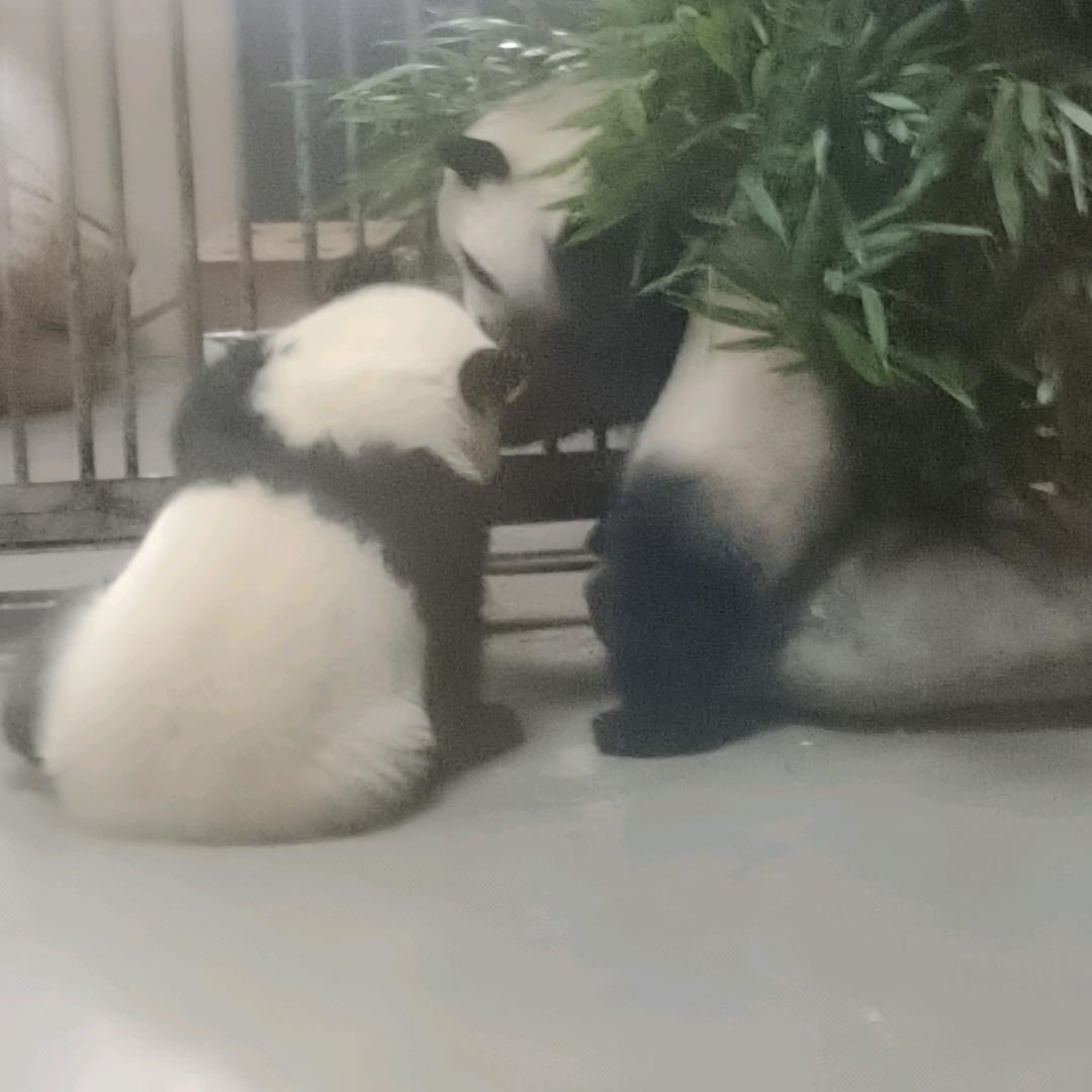 折耳根的爱情