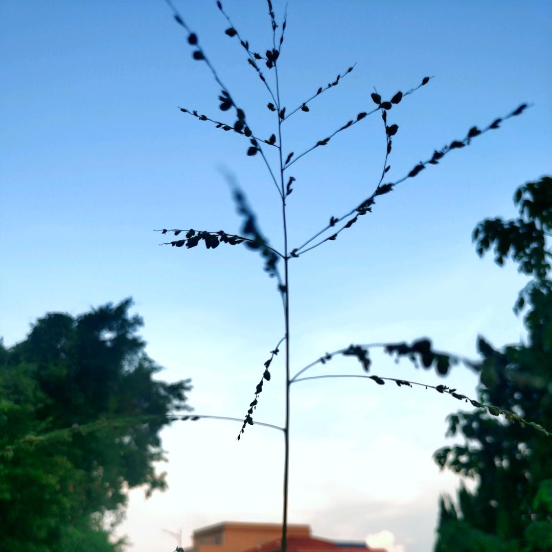 标标