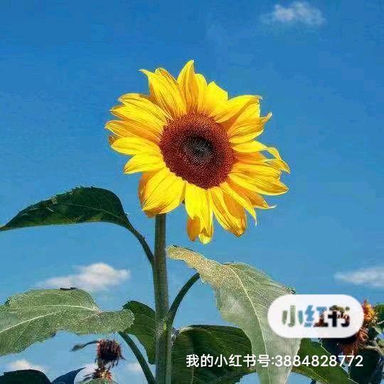阳阳情感疗愈