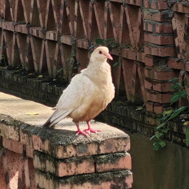 莲子百合银耳羹