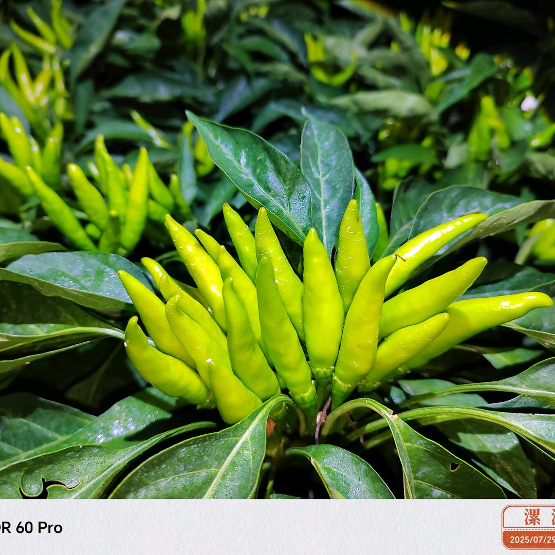 @科技下乡助您丰收