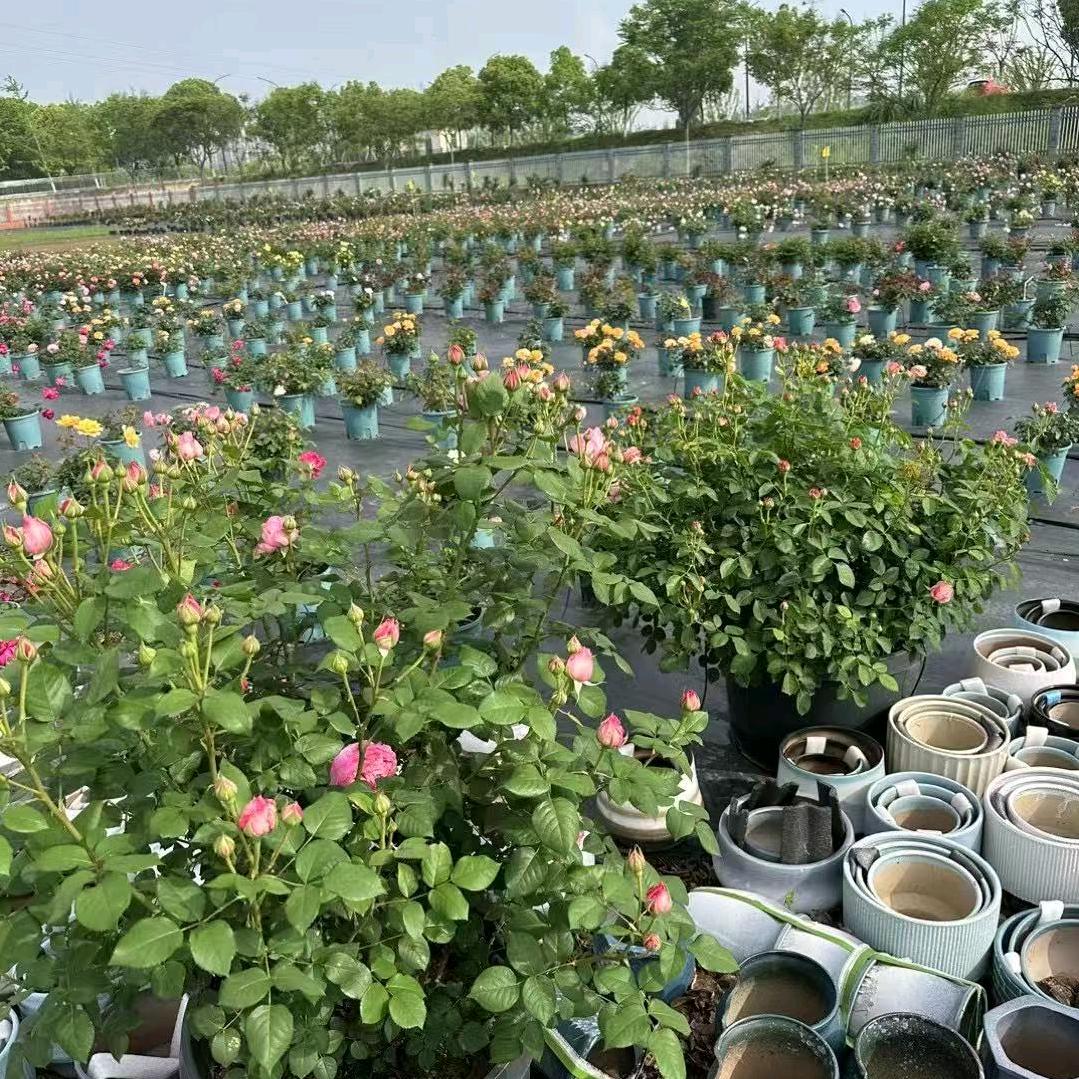 妤安家的花园