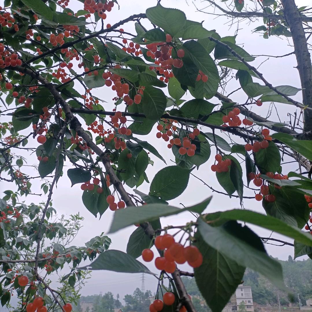 谁懂我心