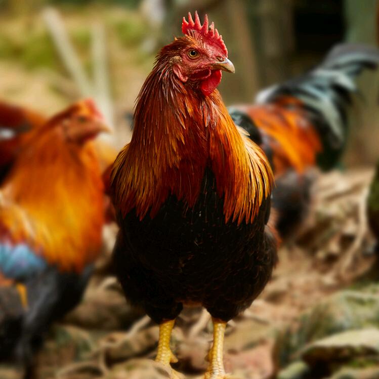 御品散养鸡农家铺