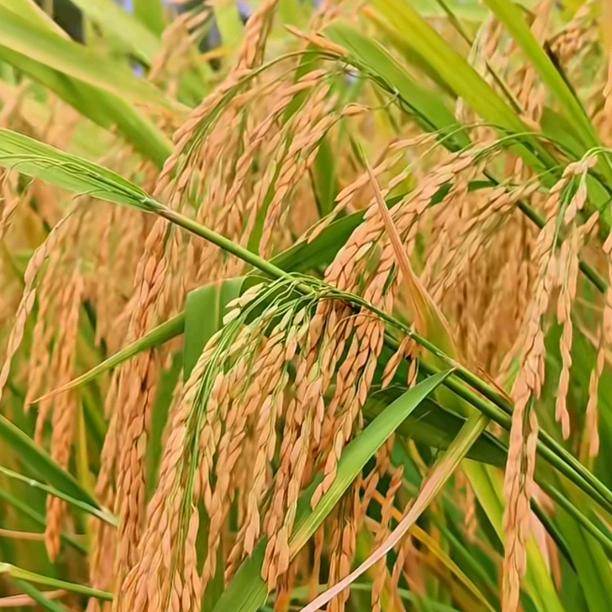 ໑ຼₒ₂₅半糖ღ微甜ഒᩚ࿐