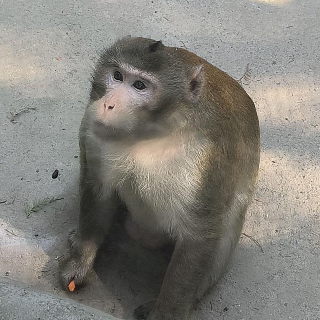 竹鹿游戏（我真幸运版）