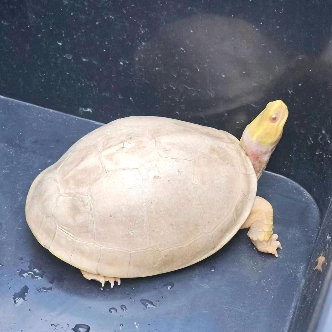 九儿的日常