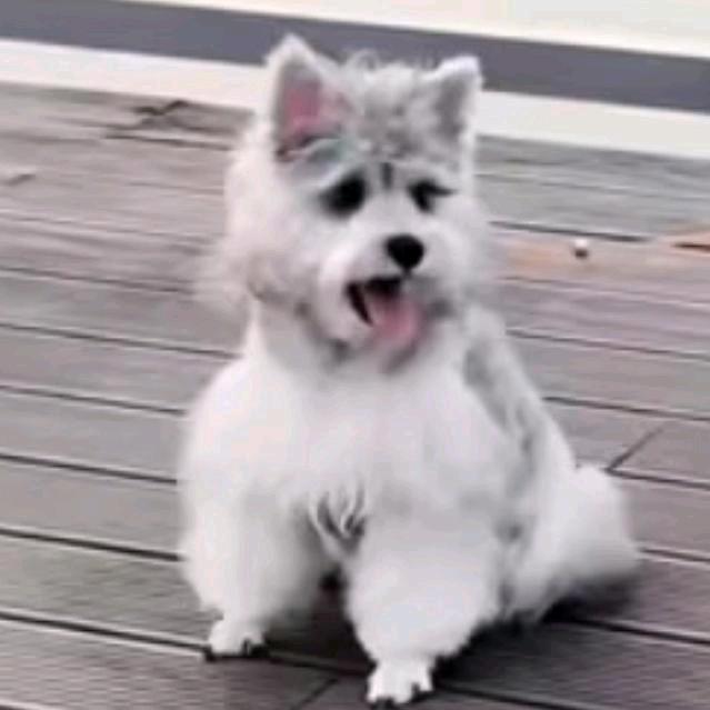 TIANSIDOG