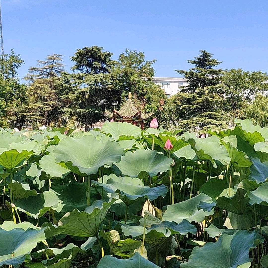 淡.然