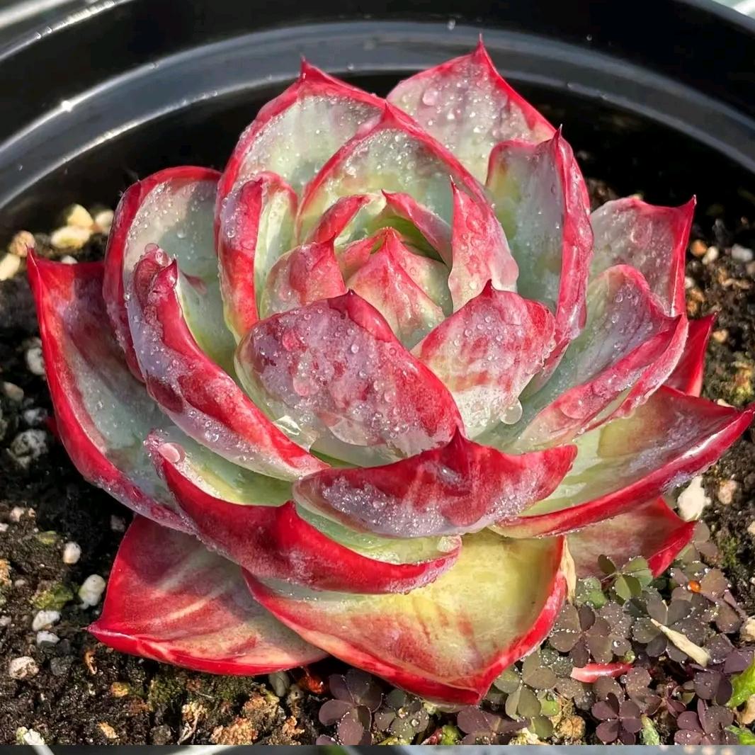 在野多肉小姐姐