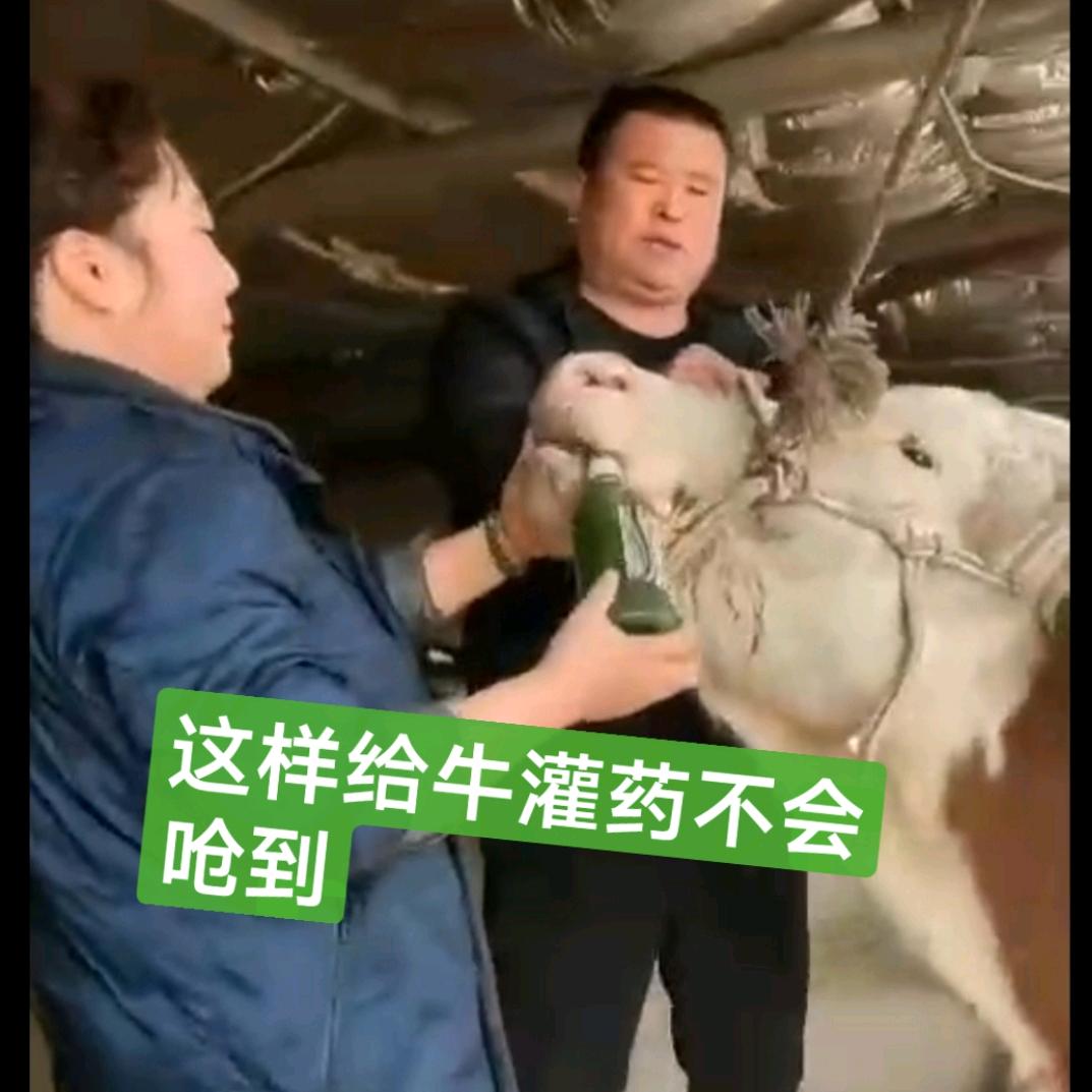 牛大姐的养牛场。