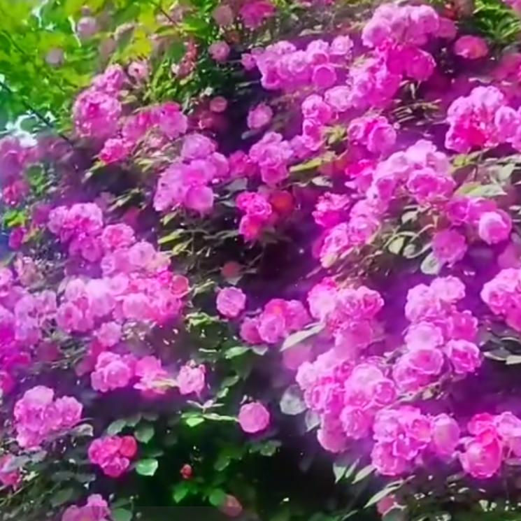 岁月静好♥(｡￫v￩｡)♥