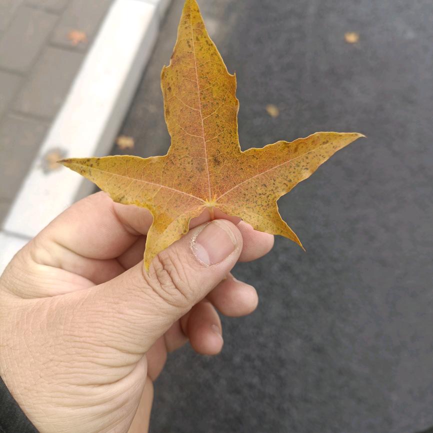 此处省略好多字