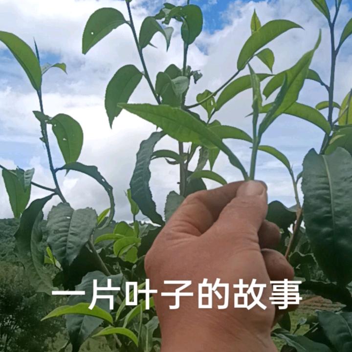 (安)