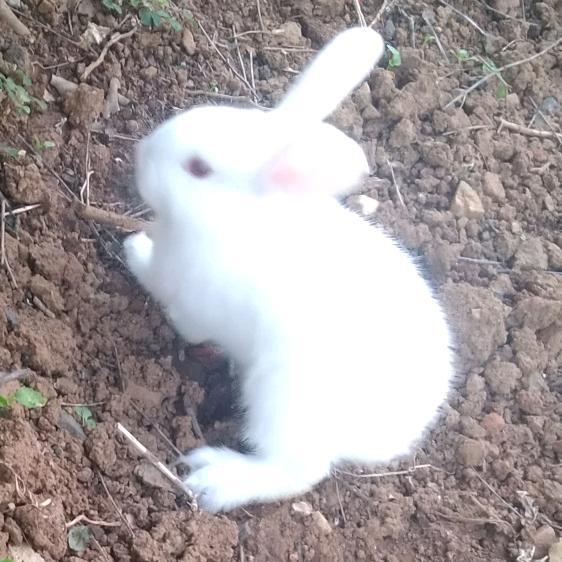 小白兔
