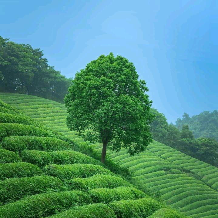 四季阳光农业