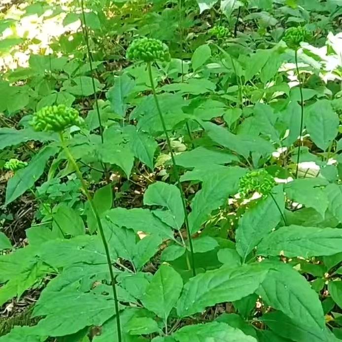 老班长参茸土特产