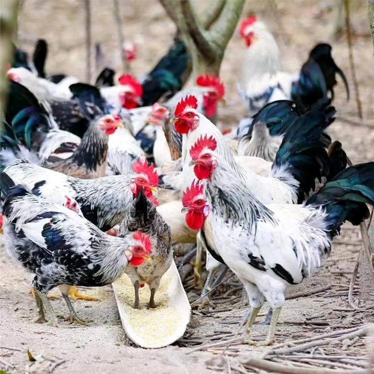 奉新县散养土鸡